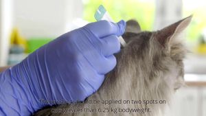 Nhỏ gáy BRAVECTO Trị Bọ Chét Ve Rận Rận Tai Viêm da cho Mèo từ 2.8-6.25kg