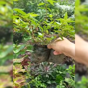 Cây rau răm giống (ăn với hột vịt lộn)