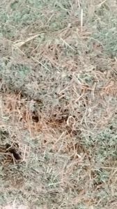 100g cây bọ mắm tía  cây dòi tía sấy khô