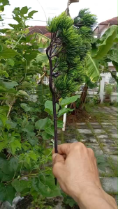 กิ่งสนเทียมเขียวขจี สวยมาก ขนาด 39cm x18cm