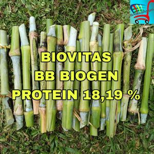 Bibit Rumput BIOVITAS Super BB Biogen Berat 1 Kg Produktivitas Tinggi dan Tahan Kemarau