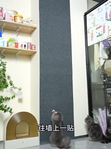 มีกาวในตัว แผ่นลับเล็บแมว สำหรับรองเฟอร์นิเจอร์ พร้อมกาว  กันรอยข่วนได้ดี มีทั้งหมด 4 ขนาด