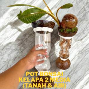 Pot bonsai kelapa dua 2 media (Tanah & Air) - Pot bonsai kelapa minion antik
