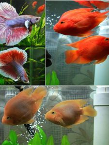 BASF Shrimp Red Powder Color Enhancer Natural Aquarium Multicolor Swordtail Fish Blood Parrot Fish Burger Feed Large Fish Particle Type