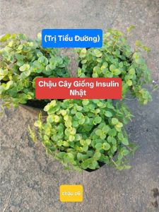 Chậu Cây Giống Thài Lài Nhật (Trị tiểu đường) Chậu cây giống Insulin Nhật