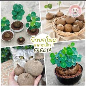 บัวบกโขด Erecta 《 ราคา1 หัว 》 คัดหัวสุขภาพดีให้ค่ะพร้อมคู่มือการเลี้ยง