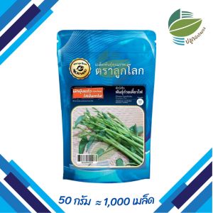ผักบุ้งแก้ว 500 กรัม (10000 เมล็ด) และ 50 กรัม (1000 เมล็ด) ผักบุ้งใส่ก๋วยเตี๋ยว ผักบุ้งเย็นตาโฟ เมล็ดผักบุ้ง