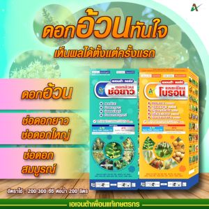 [ 🔥โปรแกรมลำไย🔥 ] ชู้ดอกแสง ช่อดอกเหนียว ขั้วดอกเหนียว มีดอก ผลที่สมบูรณ์ ขนาด 1 ลิตร และ 1 ลิตร (รวม 2 ลิตร)