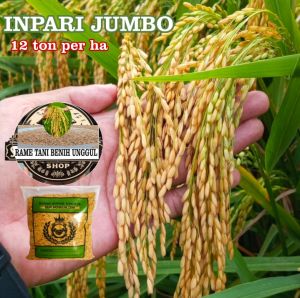 BENIH BIBIT PADI 1 KG INPARI JUMBO GABAH KUALITAS SUPER UNGGUL COD BAYAR DI TEMPAT POTENSI 12 TON PER HA