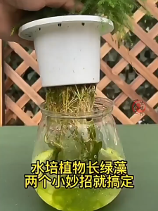 植物净水保鲜片｜水培净化 消毒抑菌   Plant Purifying Tablets – Water Cleaner & Freshness Preserver