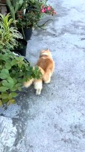NOVAMOS Waterless Paw CLEANER 100ml - Pembersih Paw Kucing dan Anjing
