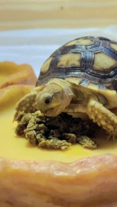 Mazuri อาหารเต่าบก 5E5L สูตร เต่าซูคาต้า และ เลียวพาร์ด