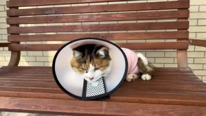 Neck Collar Cone Pet Protection Protective E-Collar Dog Cat Protection Cover Kolar Kon Perlindungan Kucing Pemulih 宠物防咬圈