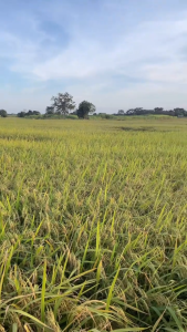 ( 3 แถม 3 BIO+DUO )10 ดาวไบโอ ดูโอ้ สำหรับข้าวและฟาง สูตรเข้มข้น ย่อยสลายได้เร็ว 100กรัม