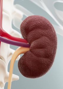 Obat Batu Ginjal Paling Ampuh Obat Batu Peluruh Batu Ginjal Dan Batu Empedu ISK Sakit Pinggang Obat Batu Ginjal Galgin Karomah Herbal Denature Terbaik