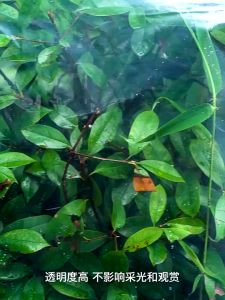 0.2mm💥💥 1meter Greenhouse Greenhouse Film Greenhouse Film UV Plastik UV Cover Plastic Greenhouse UV Greenhouse