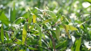 Minyak Kayu Putih 120ml Cap Lang Cajuput Oil