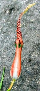 ว่านสามพี่น้องดีสุด ส่งขุดละ1 ต้นหรือหัว พืชชนิดหัวไม้โขดต้นไม้จิ๋ว