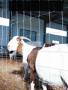 ส่งฟรี!ยาว30/50m รั้วตาข่ายถักปม ตาข่ายแรงดึง สูง1.2-1.5m รั้วตะข่าย รั้วตาข่ายเหล็กถัก รั้วล้อมสวน รั้วล้อมบ้าน ตาข่ายล้อมแพะ แกะ วัว ตาข่ายรั้วบ้าน