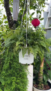 Chậu nhựa treo ban công VIETPOT hoa văn Sweet home cây kiểng cây hoa trang trí sân vườn.