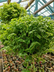 Tanaman Hidup | Ming Ming ( 1 Pot Super Rimbun )