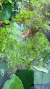 Tiểu Bảo Tháp (Cây Thủy Sinh) (Dạng Chậu) Trang Trí Bể Cá Cảnh Thủy Sinh