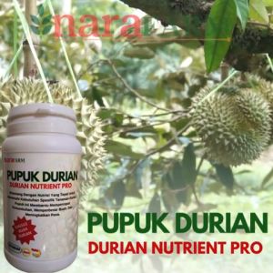 Pupuk durian tampa musimPupuk durian cepat berbuahPupuk durian yang bagusPupuk durian motong