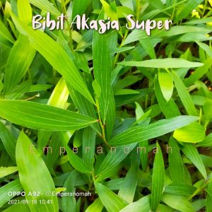 Bibit tanaman Pohon Akasia Super