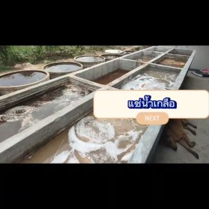 เขียงไม้มะขาม ไม้เค็ง ทรงกลม7นิ้วหนา4-6cm. แช่น้ำเกลือสูตรเฉพาะ จากโรงงานผลิตเขียงไทย