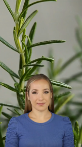 Dried Rosemary Leaves 100g - Organic Herb Premium Quality