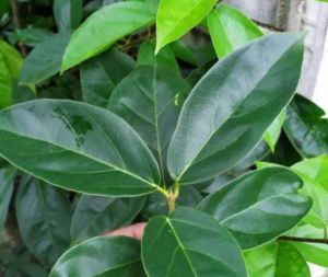 Daun cincau hijau segar daun cincau perdu isi 100 lembar