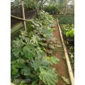 Tanaman hias monstera Deliciosa dewasa / Tanaman Monstera deliciosa. 