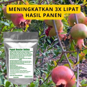 Pupuk Booster Delima Pelebat Organik Cepat Berbuah Lebat Besar Anti Rontok Pembesar Delima