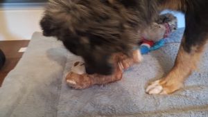 Đồ chơi gấu teddy bông vải đáp kêu chút chít cho chó mèo thú cưng - Đen Ta pet shop