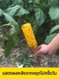 🐝1ครั้งฆ่าแมลงวันสีทอง100000ตัว🐝สเปรย์ล่อแมลงวันทอง เมทิลยูจินอลน้ํายา แมลงวันผลไม้ สารล่อแมลงวันทอง ยาฆ่าแมลงวันทอง