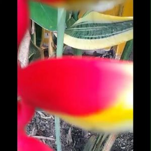 Bibit Pohon Hias Pisang Bali / Pisang Betet Heliconia Colinsiana Merah Terunggul