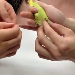 Youngke ห่วงขานกหัวจุก ห่วงขานกกรงหัวจุก ห่วงนกหัวจุก ห่วงขานกเขาไหญ ห่วงขานกเขาใหญ่ ปลอกขานกเขา ห่วงขานกหัวจุก ห่วงขานก หวงขานกแก้ว