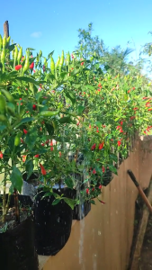 Benih Cabe Rawit Hijau CATAS 5 gr Sekitar 1.380 Butir Produk Unggulan Jawara Kemasan Asli Pabrik