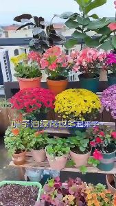 【Local Warehouse】100g Rooting Plant Flower Fertilizer Soil Activation Treasure Activator Mineral Source Prevent Hardening and Promote Rooting Plant Soil Activation Treasure Rooting Powder Soil Activator Non-toxic for Growing Fruit and Vegetable Plants