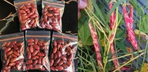 Bibit Kacang merah Jogo 500grm mudah tumbuh dan tahan hama