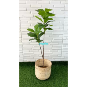 Pohon Hias Tanaman Artificial Ketapang X2 T100 Latex Cover Pot Rotan Ulir Dekorasi Rumah Pajangan Sudut Ruangan Aesthetic