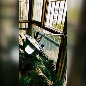 LED Waterproof Waterproof Wall Light Stainless Steel Iron Outdoor Weatherproof for Exterior Use