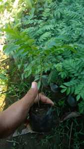 Bibit Salam Koja Daun Kari Untuk Penyedap Masakan