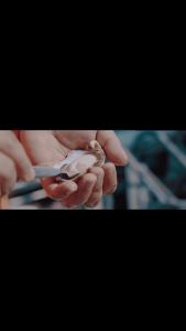 [PAN ROYAL] Frozen Japan Murotsu Oyster (Sashimi Grade) 12 Pcs + 6 pcs FREE