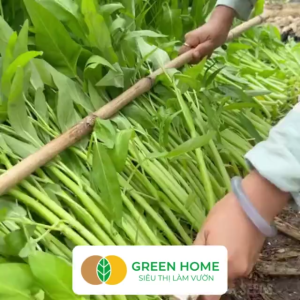 Hạt giống rau Muống cao sản Greenhome gói 50g~15200 hạt Dễ trồng Thu hoạch nhanh R09