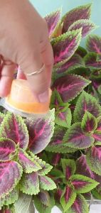 Lốc 50 hủ chấm NẮP LIỀN hủ sốt 1oz (=30ml) 2oz (=60ml) 4oz (=120ml)