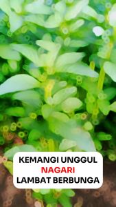 Benih bibit kemangi unggul NAGARI 5 gram ASLI CAP Permata Hijau