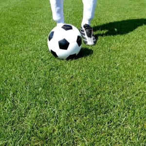 Bermuda grass Seeds Hybrid a variety grass seed that uses in landscaping