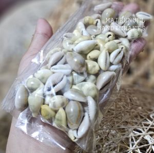 Sigay Sungka Shells/Aquarium Needs