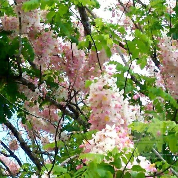 Palawan Cherry Blossoms /Balayong seedlings | Lazada Philippines